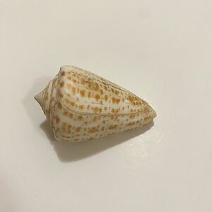 Natural Cone Seashell Cream Brown Patterned Shell for Decor Craft or Display